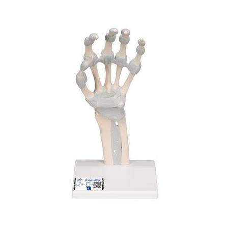 3B SCIENTIFIC Hand skeleton with elastic ligaments - w/ 3B Smart Anatomy 1013683